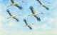Chill‑Out: Homecoming of Spring Storks